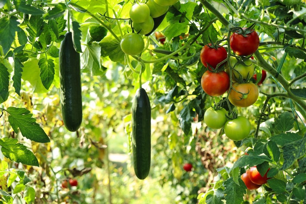 cucumber plant 6614241 1280