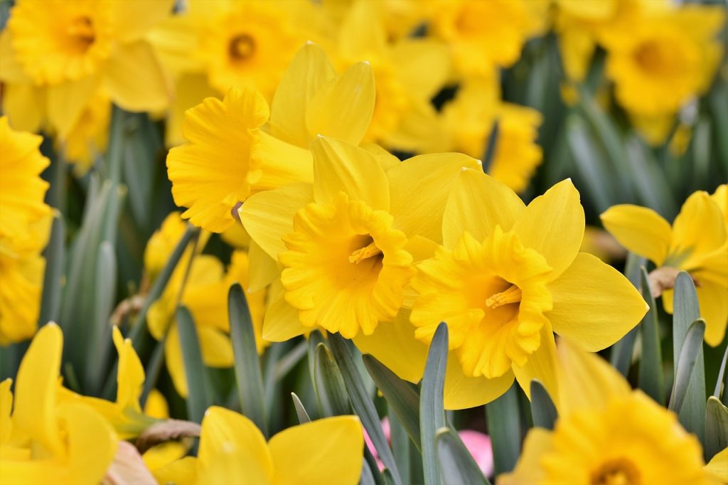 daffodil 4111911 1280