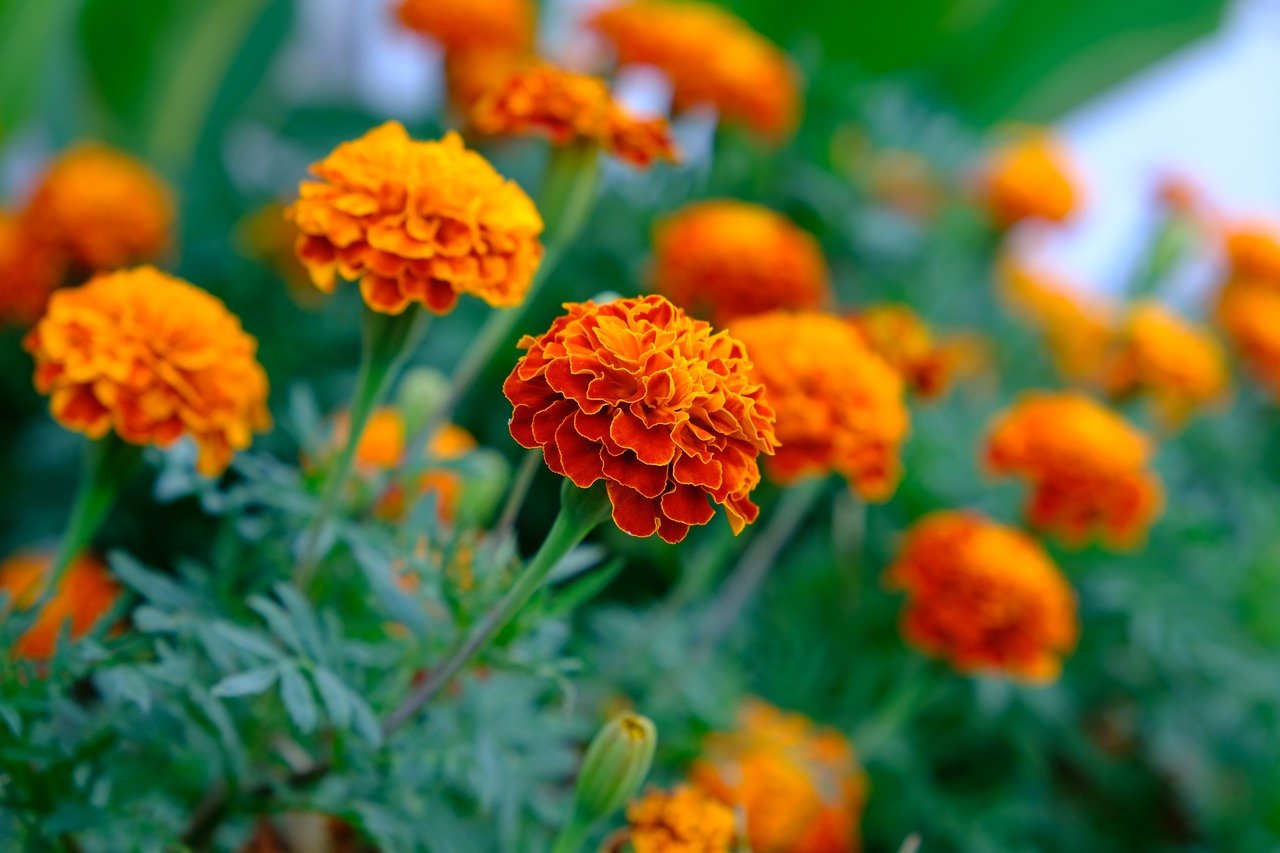 The Marigold Varieties You Might Want To Avoid Planting In Your Garden ...