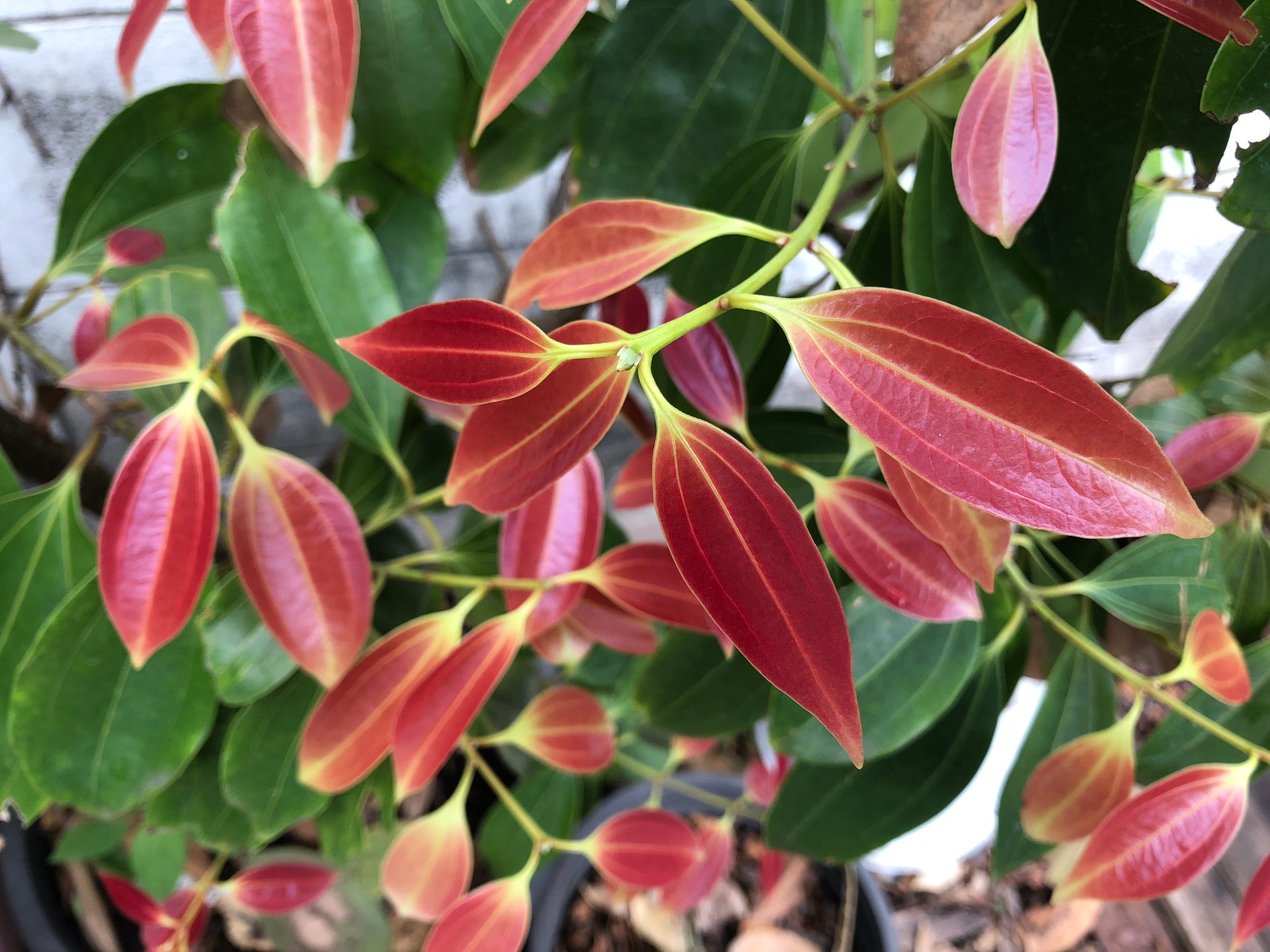 Growing and Nurturing Your Cinnamon Plant: A Step-by-Step Guide - Tiny ...