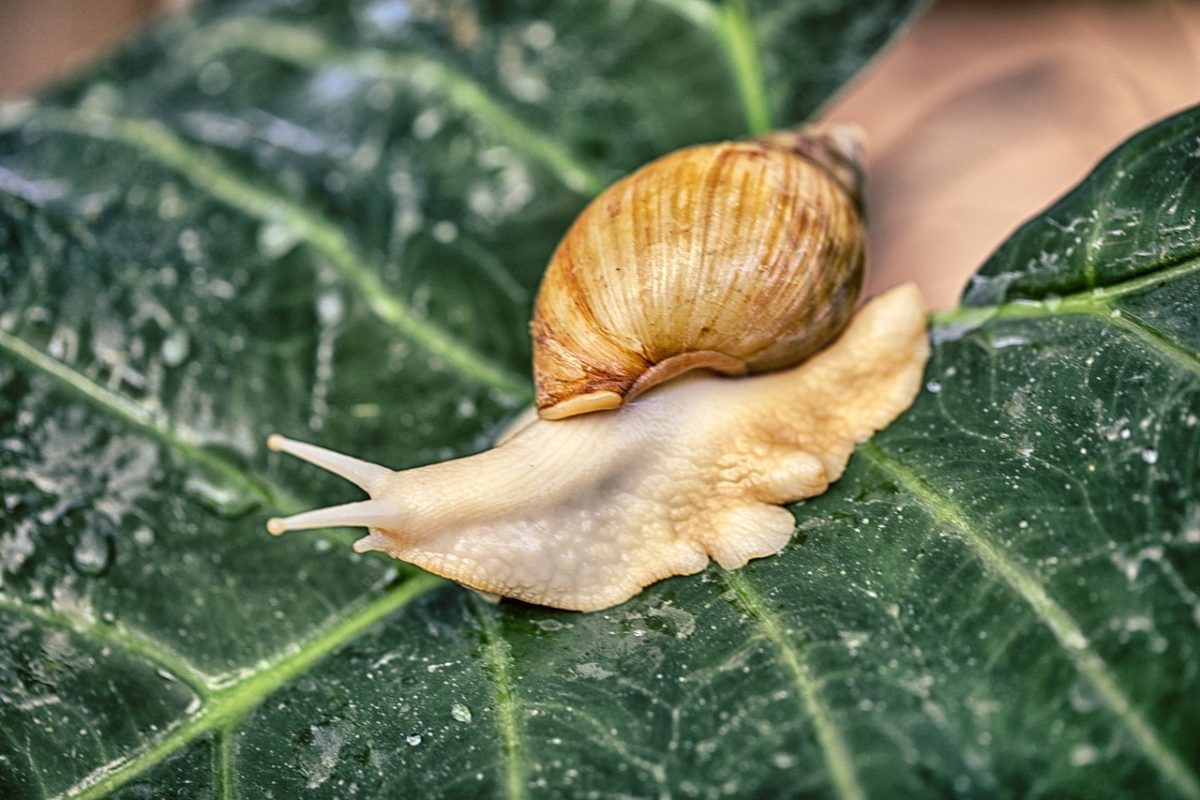 The Simple Key to Controlling Slugs and Snails in Your Garden - Tiny ...