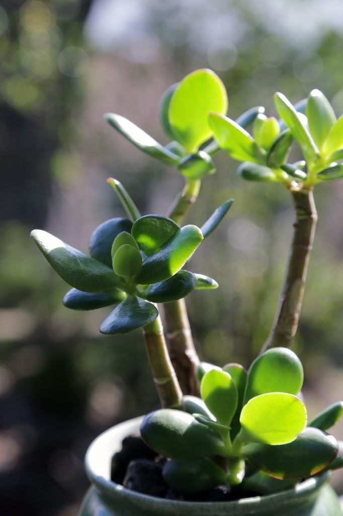 jade plant 6569195 1280