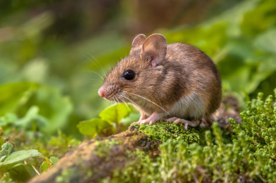 wood mouse 960x636 2